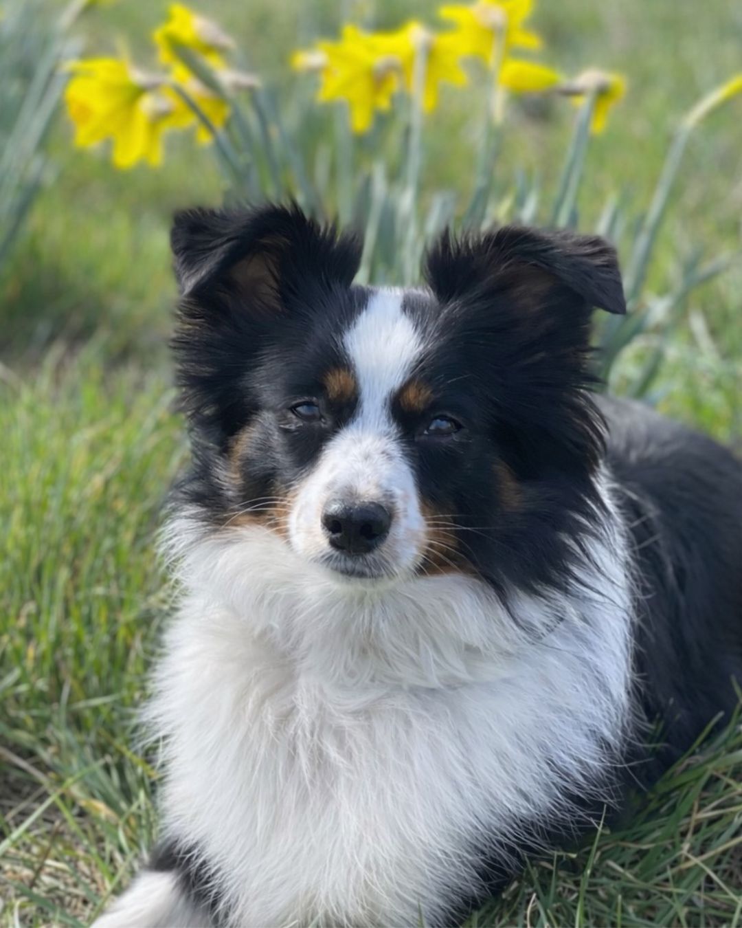 A black, white and brown dog laying in a field of yellow flowers.