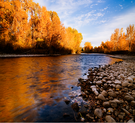 Autumn landscape of a pristine Idaho riverbank. Protecting riparian zones like this ensures clean water and essential corridors for Idaho’s diverse wildlife.