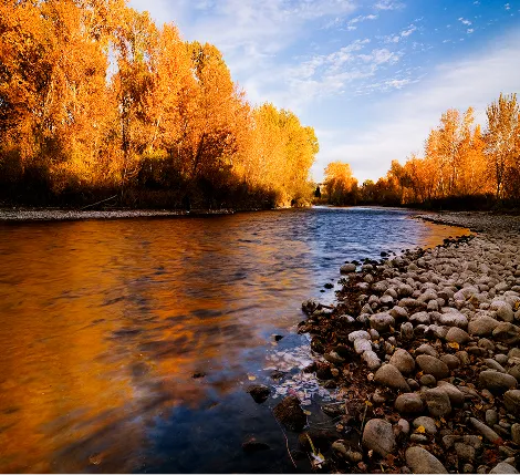 Autumn landscape of a pristine Idaho riverbank. Protecting riparian zones like this ensures clean water and essential corridors for Idaho’s diverse wildlife.