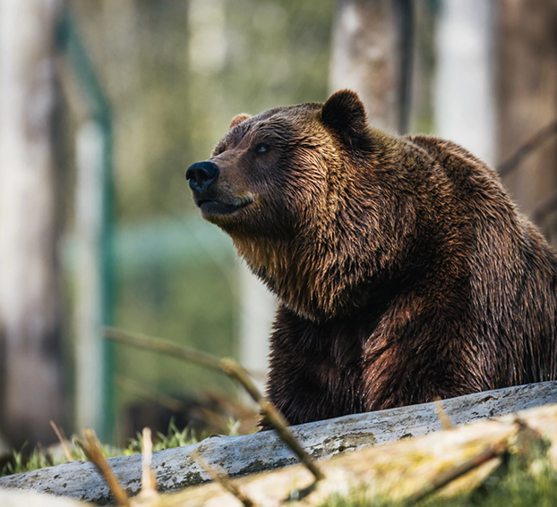 A grizzly bear resting in a naturalized habitat, symbolizing the iconic wildlife species that the Idaho Fish & Wildlife Foundation works to protect through habitat restoration and proactive data collection.