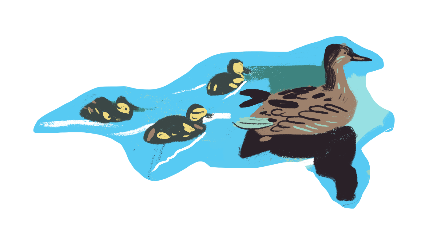 Illustration of a mother duck swimming in blue water followed by three ducklings.