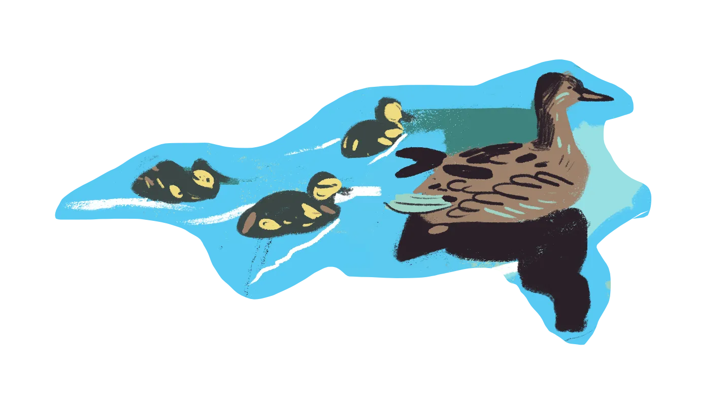 Illustration of a mother duck swimming in blue water followed by three ducklings.