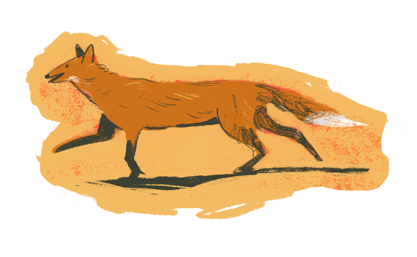 Illustration of a fox walking on an orange background with shadow beneath.