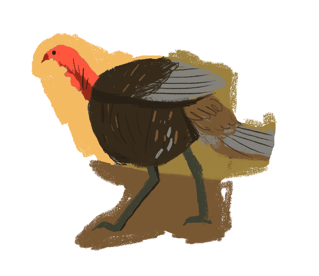Illustration of a walking turkey with a red head and dark brown body against a yellow and brown background.