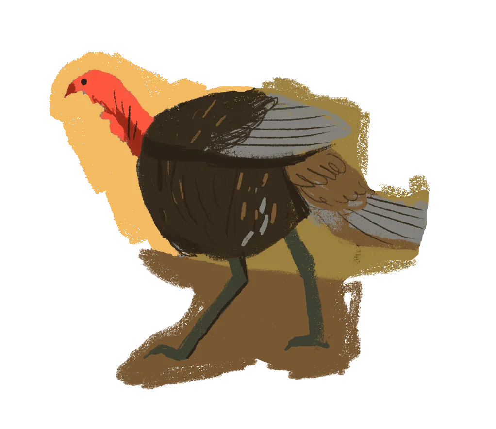 Illustration of a walking turkey with a red head and dark brown body against a yellow and brown background.