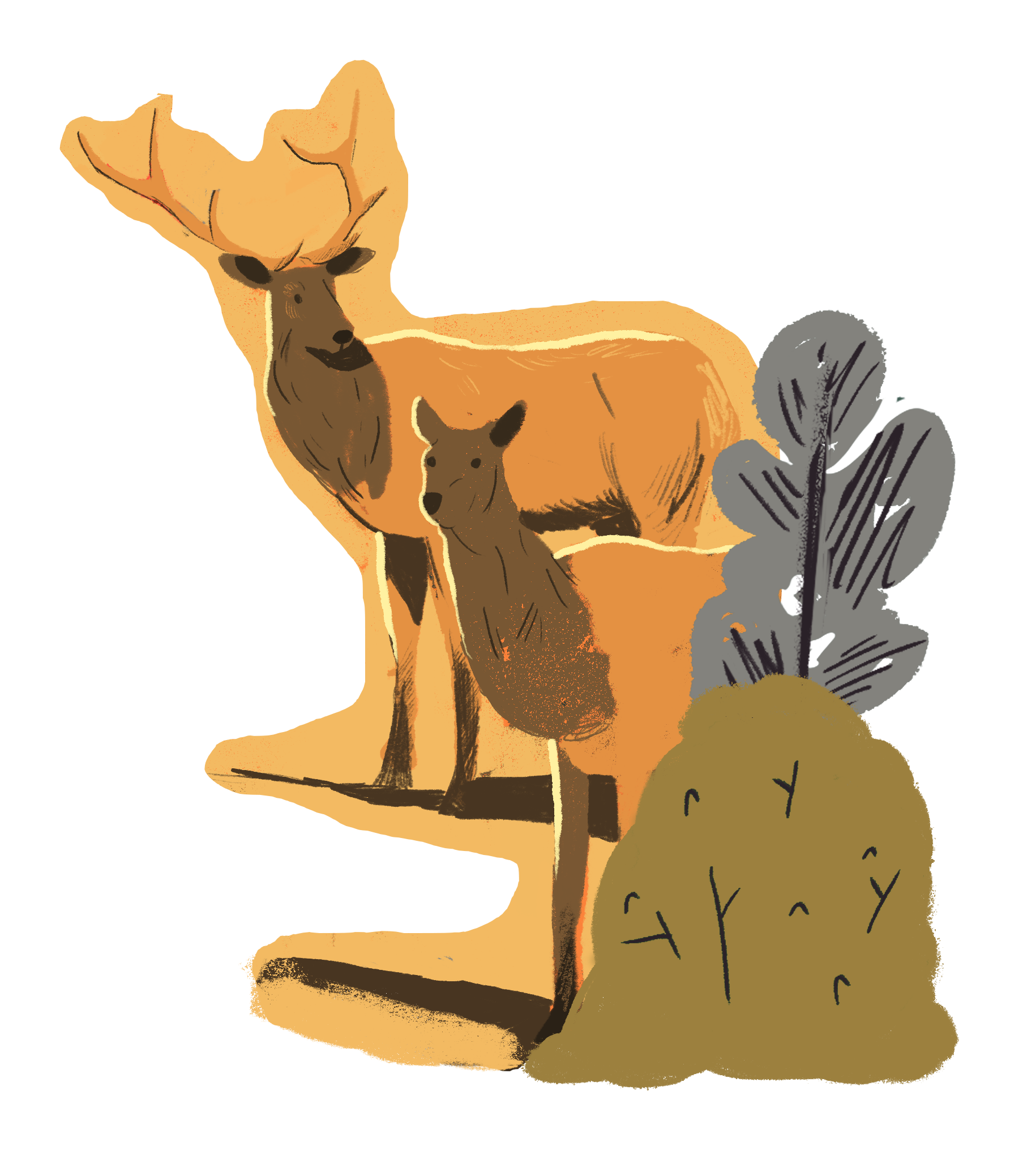 Illustration of two elk, one adult with large antlers and one younger, standing behind bushes.