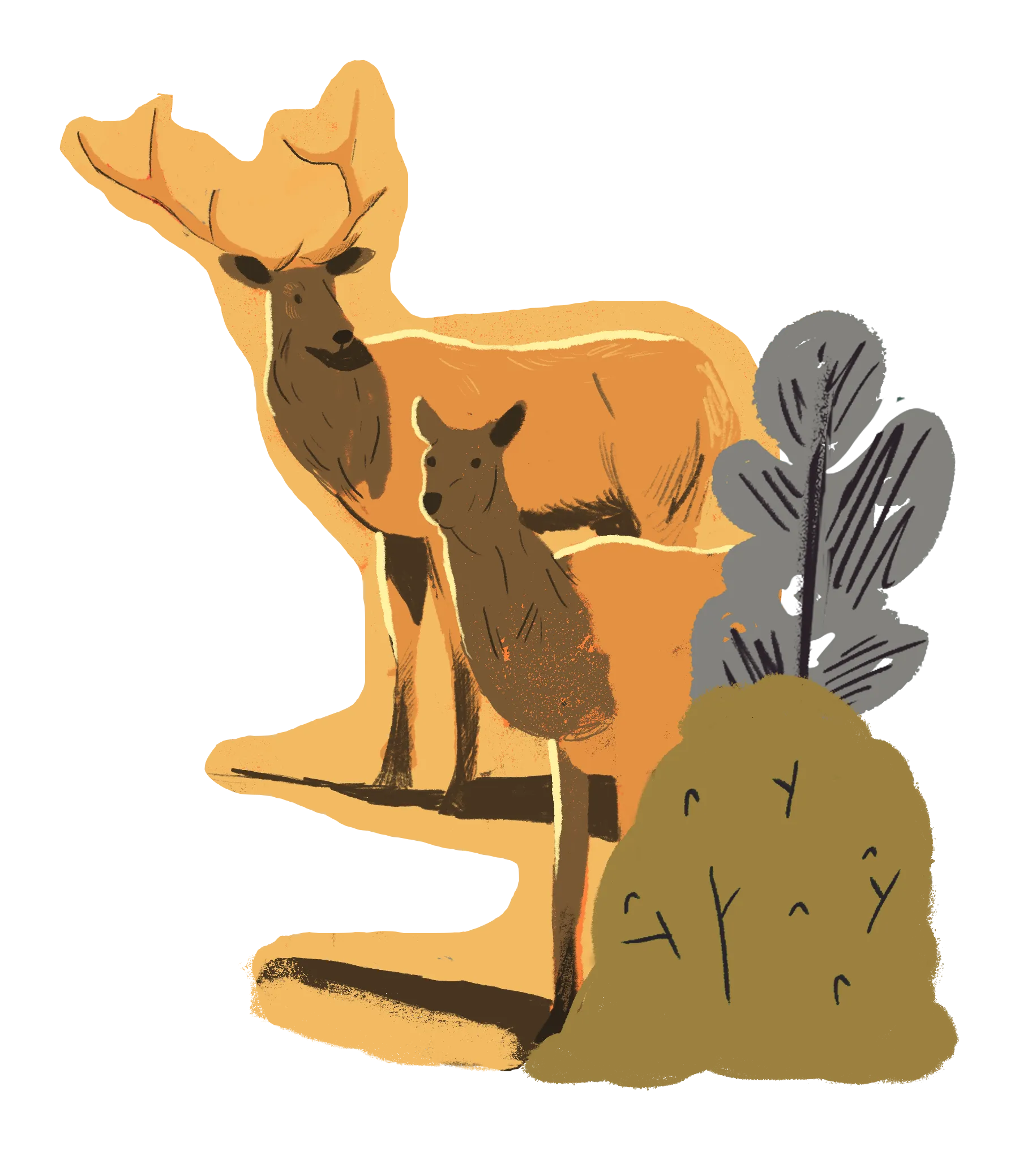 Illustration of two elk, one adult with large antlers and one younger, standing behind bushes.