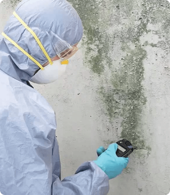 Why Professional Mold Remediation Matters img