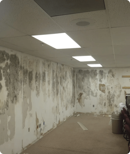 Common Sources and How Mold Starts in Denver Buildings img