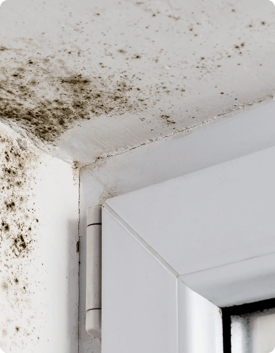 What Causes Mold Growth in Denver Homes and Commercial Buildings img