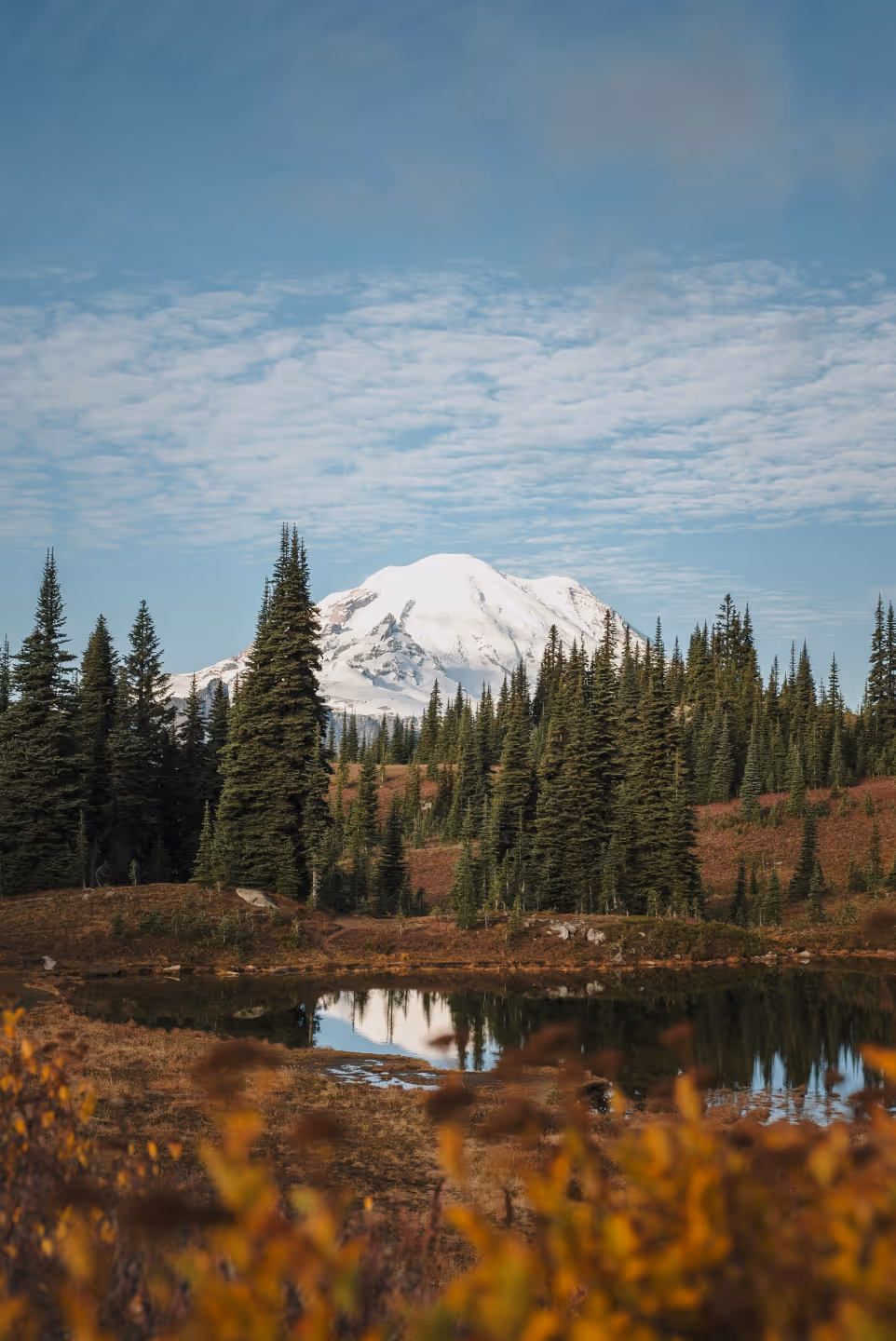 Snowy mountain peaking through trees
