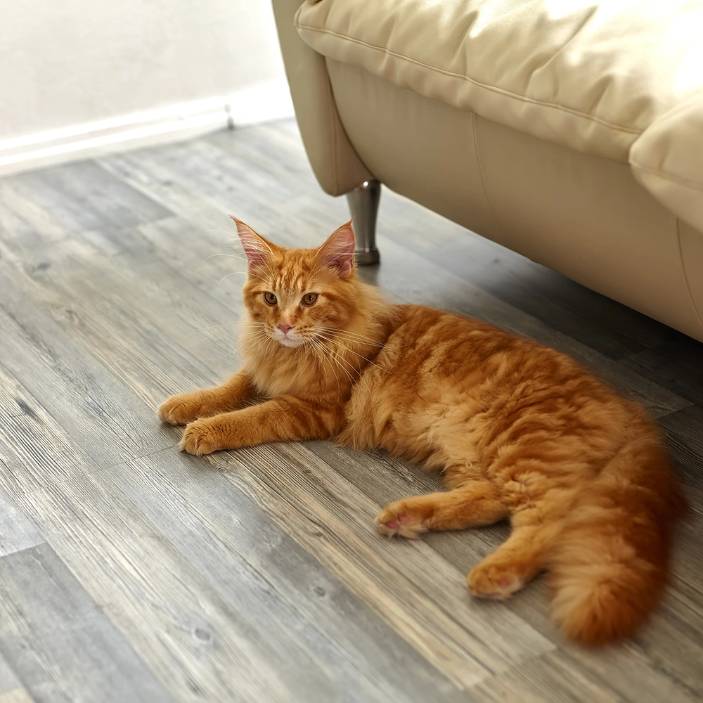 Orange tabby cat laying on laminate flooring behind couch. 