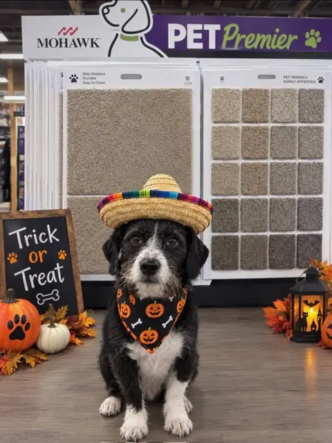 Pickle dressed up for Halloween in the showroom in front of the Mohawk Pet Premiere carpet display 
