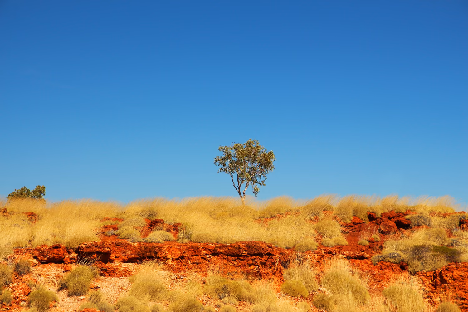 Australian outback environment featuring long grass, red dirt and a tree