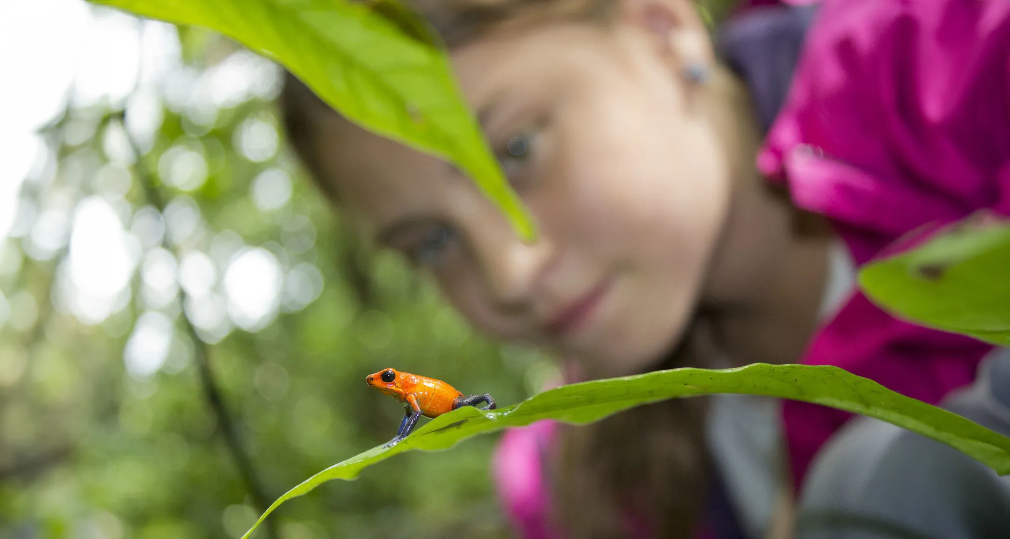 Close-up of a small orange and black frog on a green leaf with a girl observing in the blurred background.