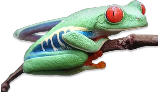 exotic frog on a branch