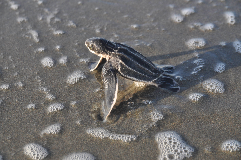 A small baby sea turtle crawling on wet sand with scattered sea foam bubbles.
