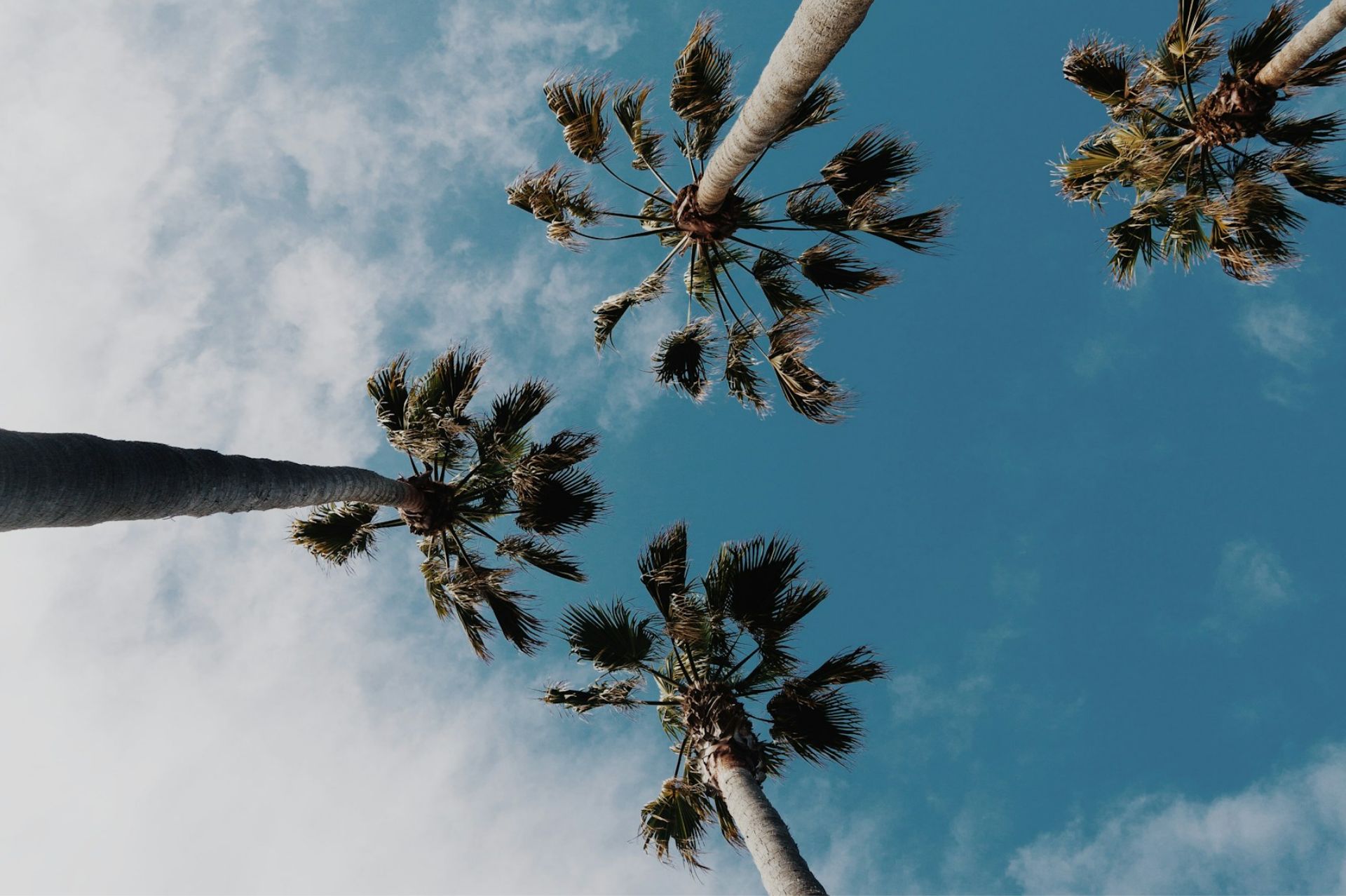 Tall palm trees viewed from below against a partly cloudy blue sky.