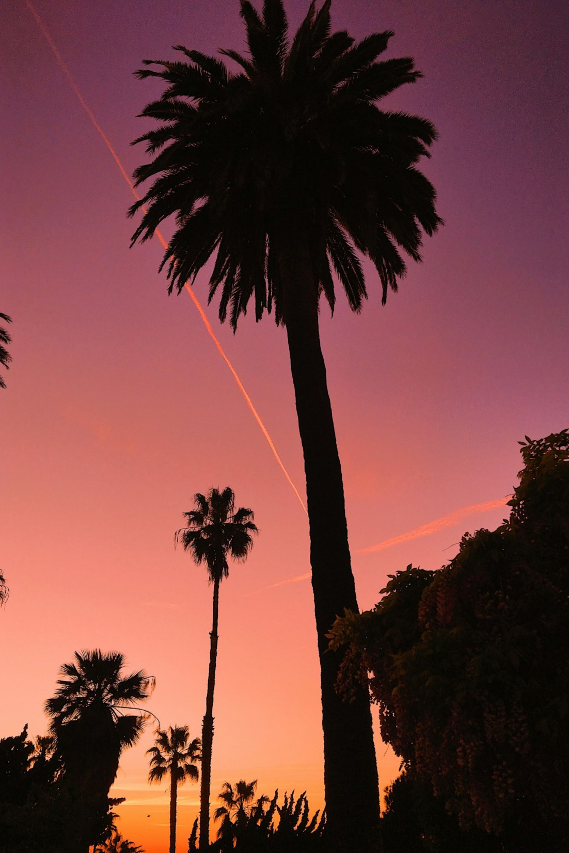 Silhouettes of tall palm trees against a vibrant pink and orange sunset sky with contrails.