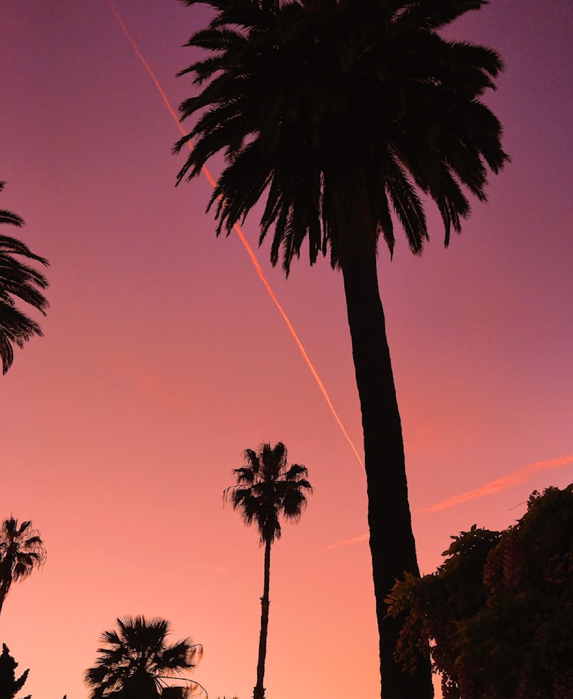 Silhouetted palm trees against a pink and purple sunset sky with contrails.