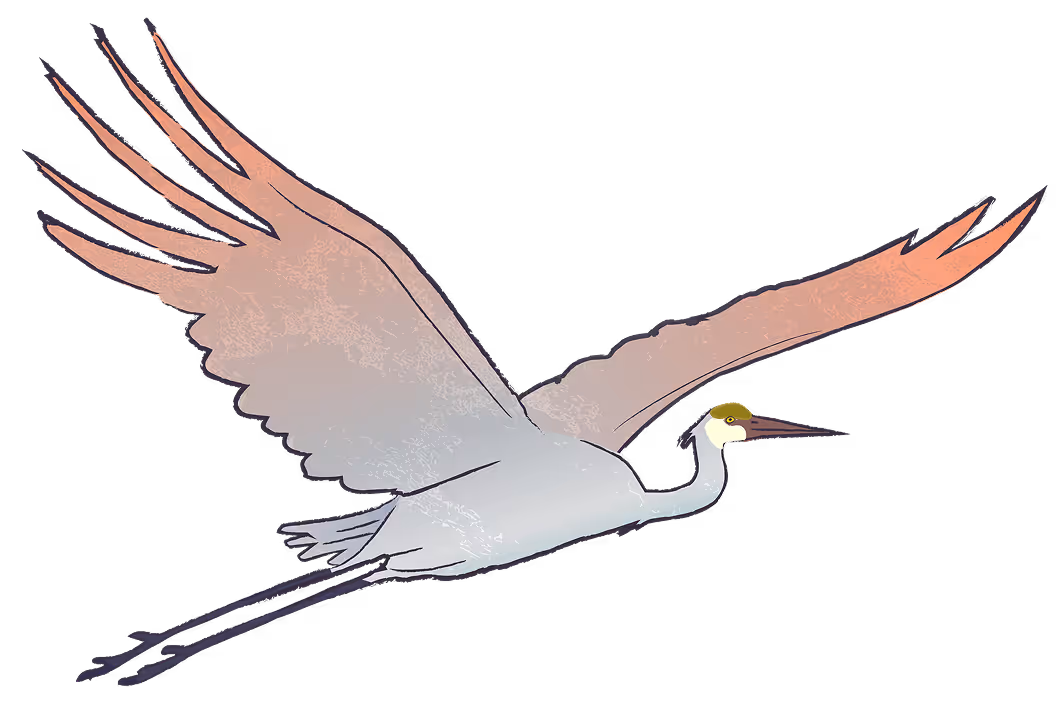 White crane bird with wings fully spread flying against a white background.
