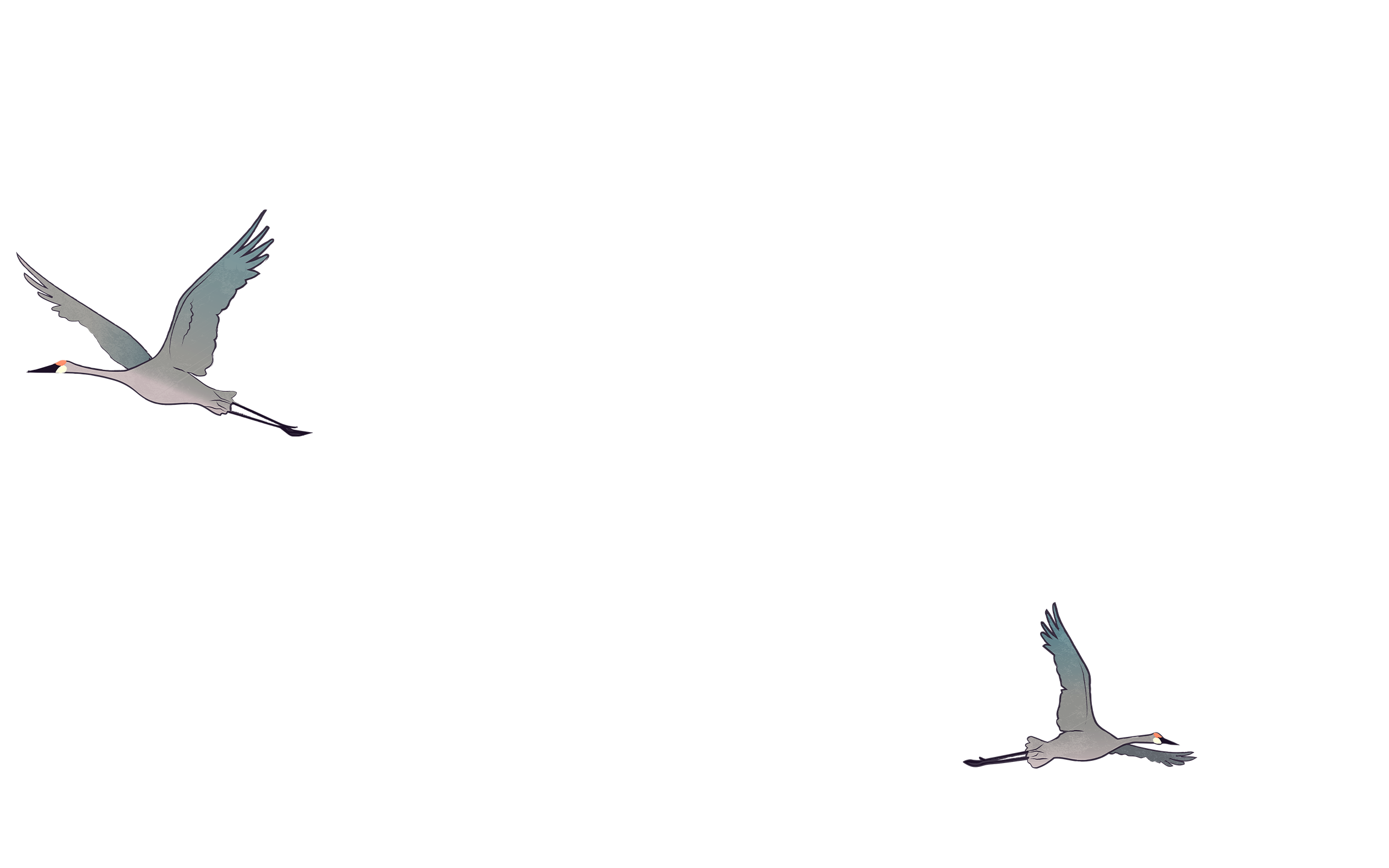Two cranes flying in the sky with wings spread wide.