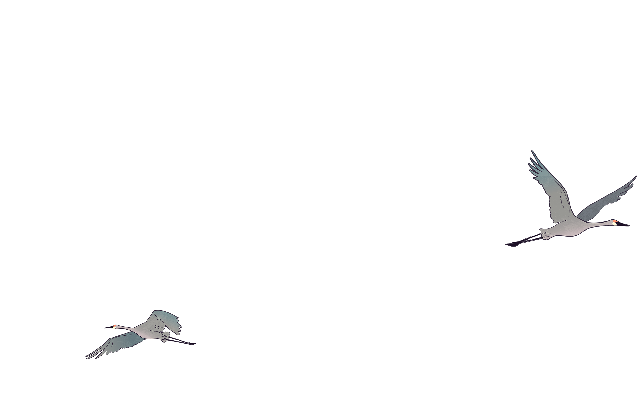 Illustration of two cranes flying in a clear sky, one above and one below.