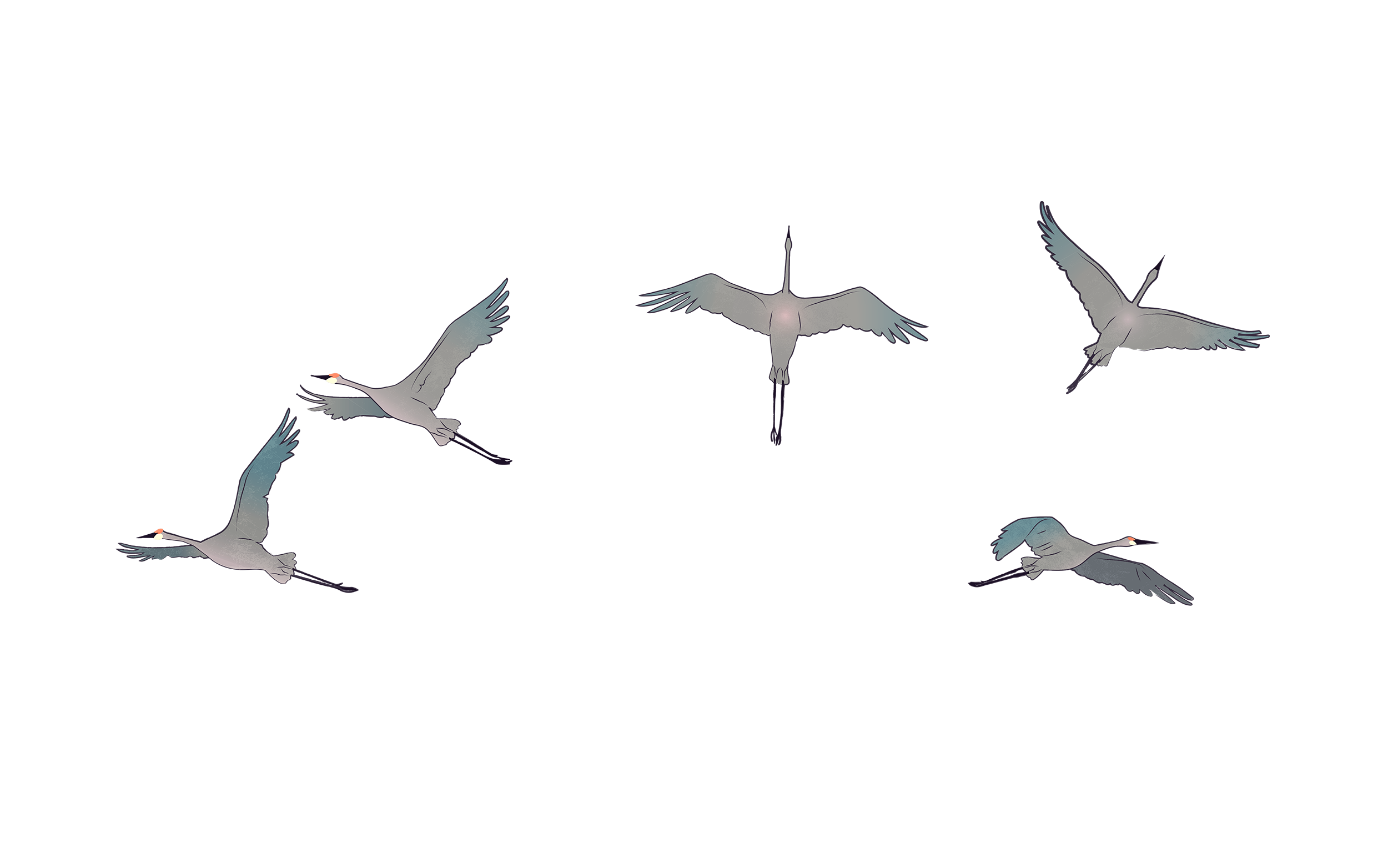 Five cranes flying in different positions on a black background.