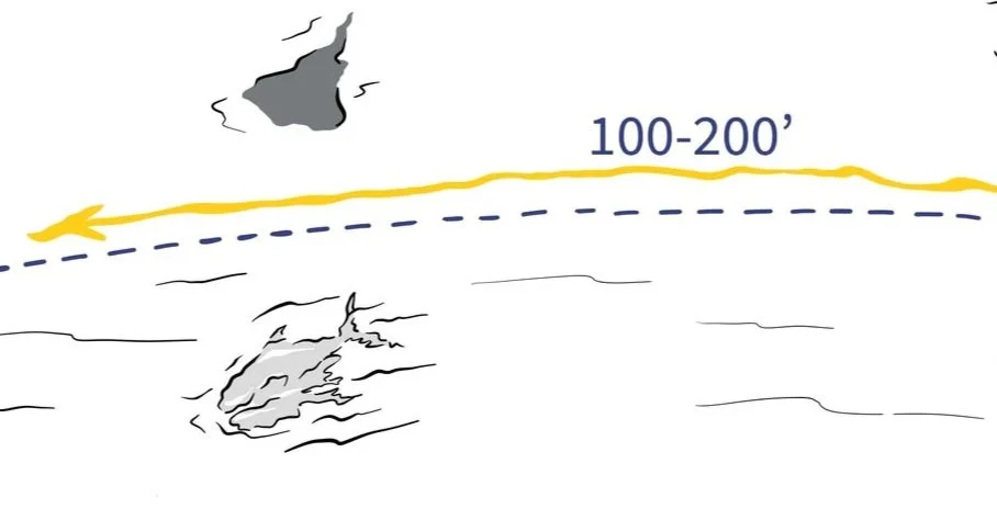   Permit and sting ray moving together over a waist deep flat.  