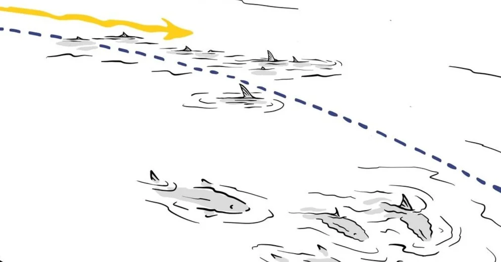   Bonefish, dorsals, and tails over a light-sand bottom.  