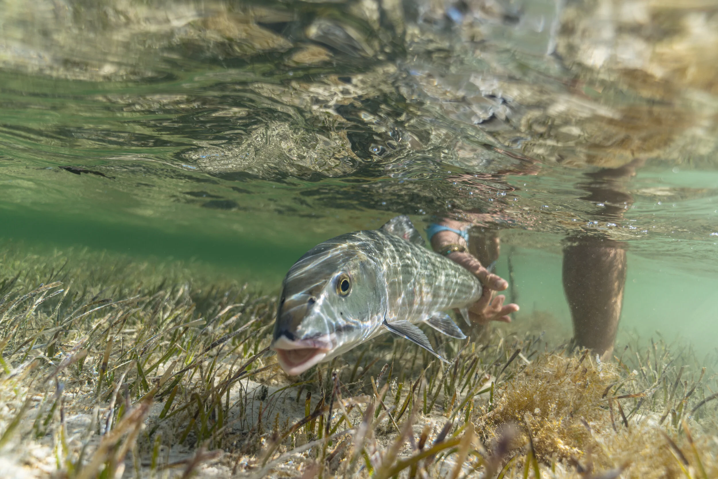 The turtlegrass provides shelter for many small fish and invertebrates.