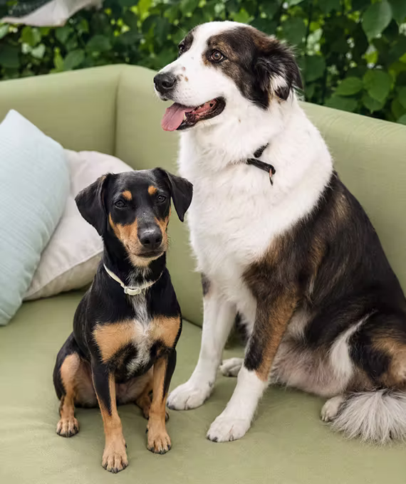 Baloo & Bella