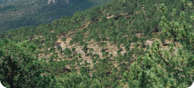 Vista aérea de un bosque denso de pinos extendiéndose sobre colinas verdes.