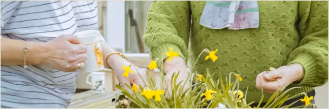 Two people tending to yellow daffodil flowers, one holding a white cup and the other wearing a green sweater.