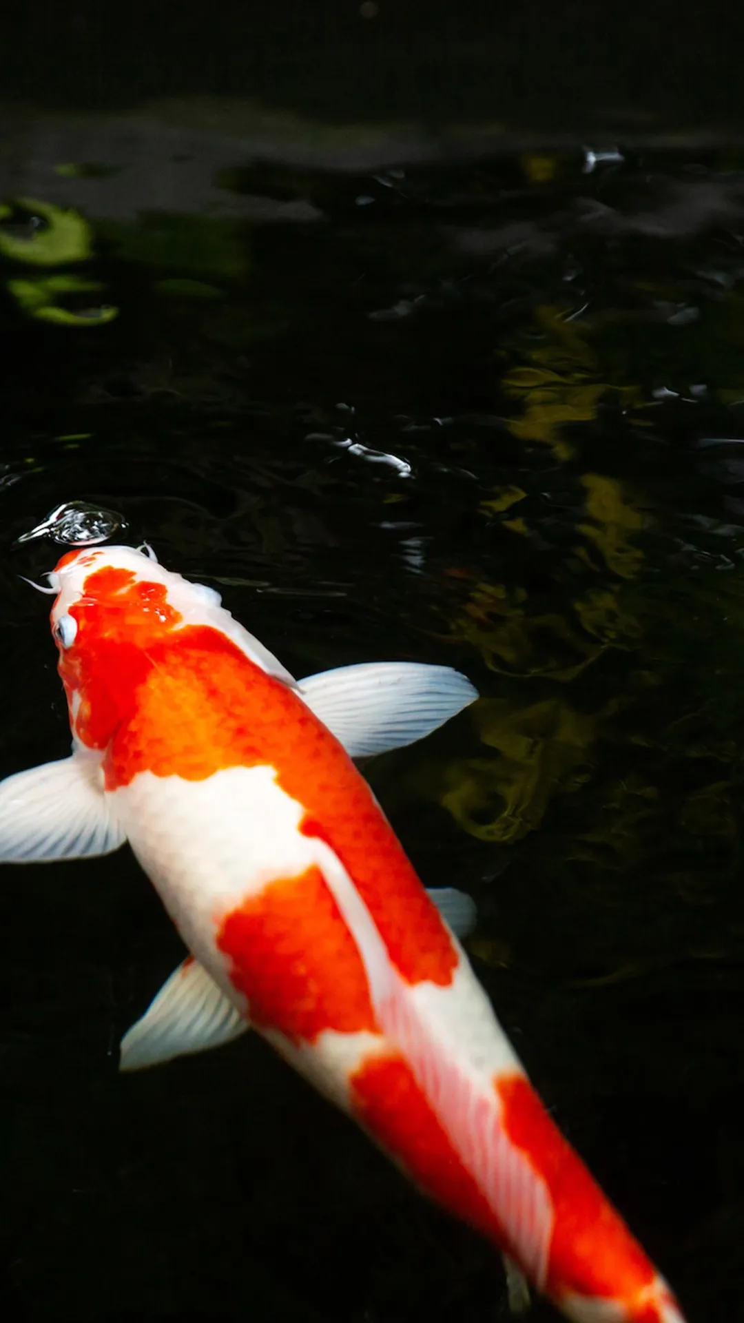 Orange and white koi fish swimming in dark water near the surface with bubbles.