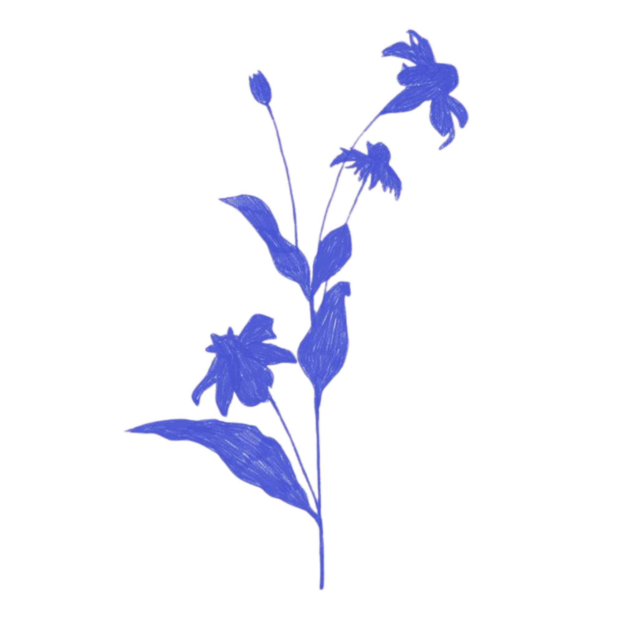 Blue hand-drawn illustration of a flowering plant with three flowers and several leaves on black background.