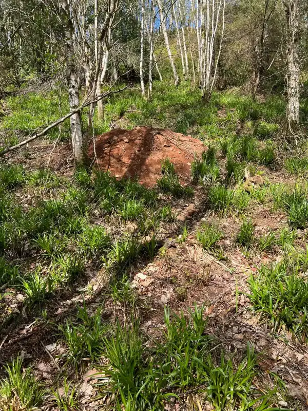 Tree-planting activity on cleared red soil at the edge of a forest.