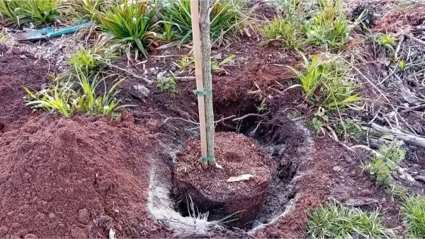 Newly planted sapling secured with protective stake and marker in the ground.