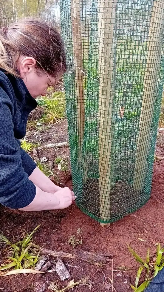 Close-up of protective mesh guard surrounding a young sapling for wildlife protection.