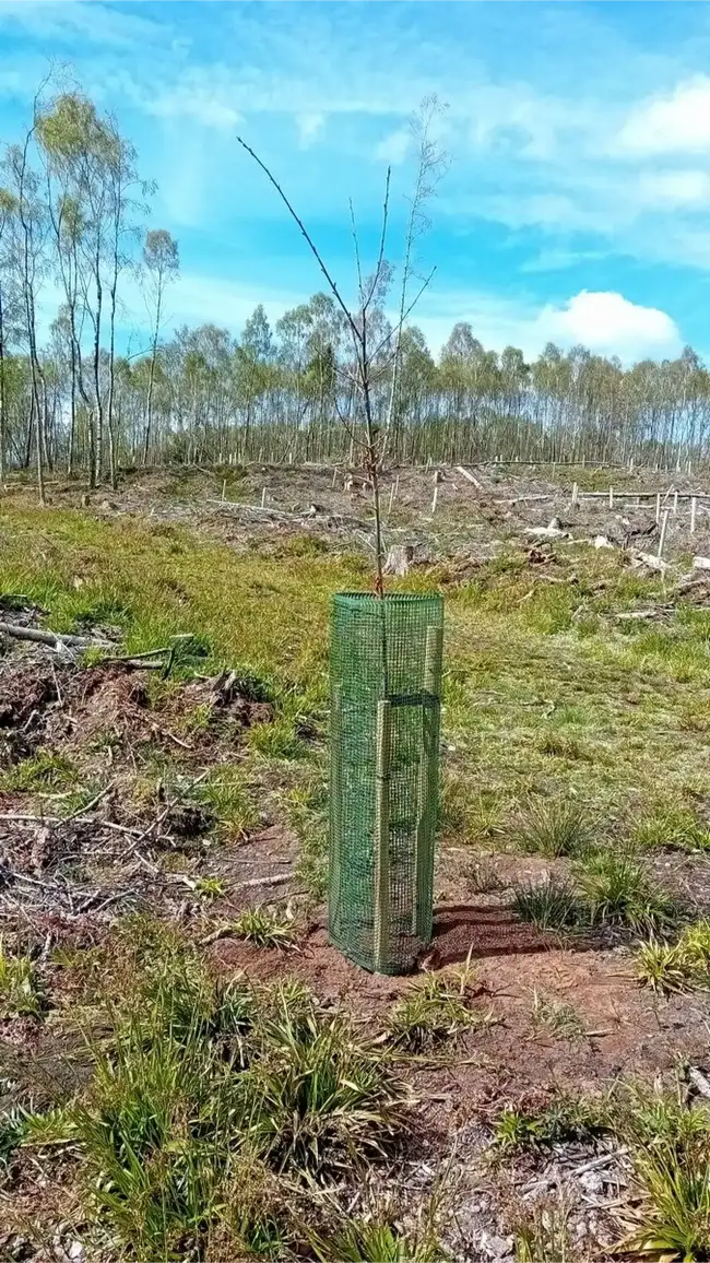 Protected sapling growing in a cleared area within birch woodland.