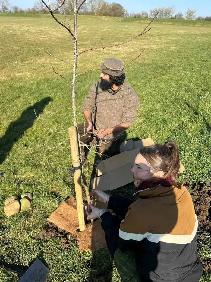 Close-up of volunteer hands carefully planting a tree sapling in soil.