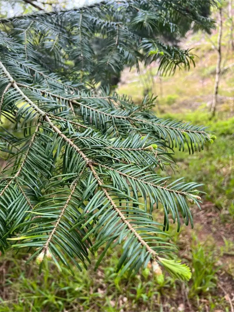 Close-up of yew tree foliage showing detailed evergreen needles.