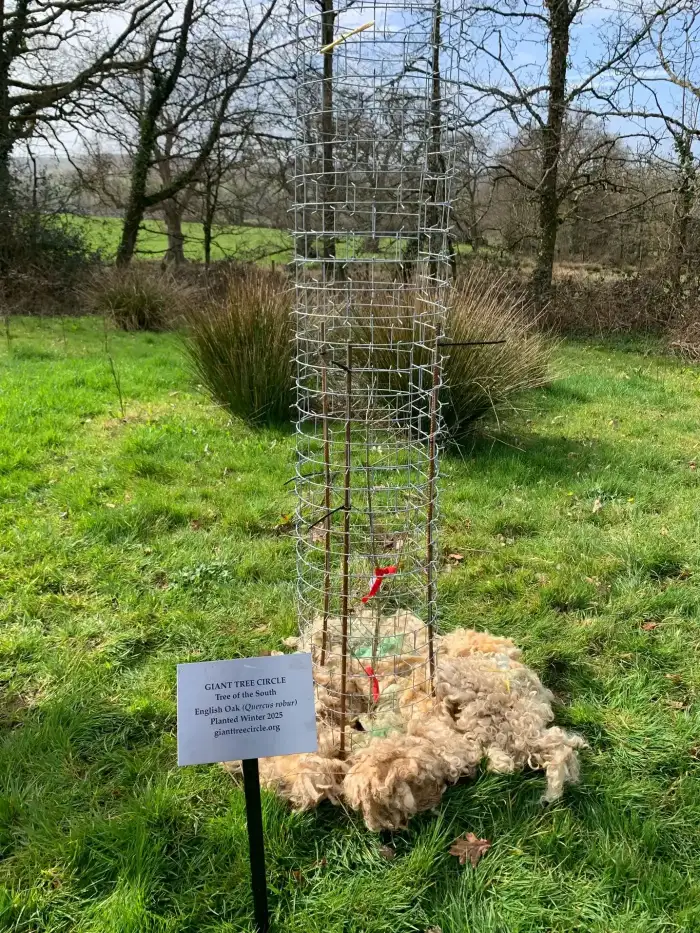 Protected young oak tree with mesh guard standing in open grassland.
