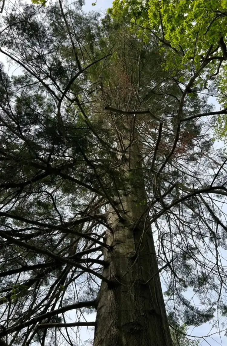Ancient moss-covered tree with sprawling canopy in natural woodland setting.