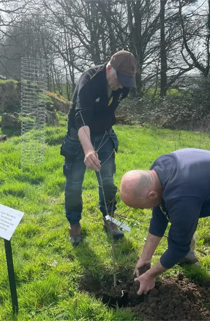 Two volunteers working together to plant a sapling in open grassland.