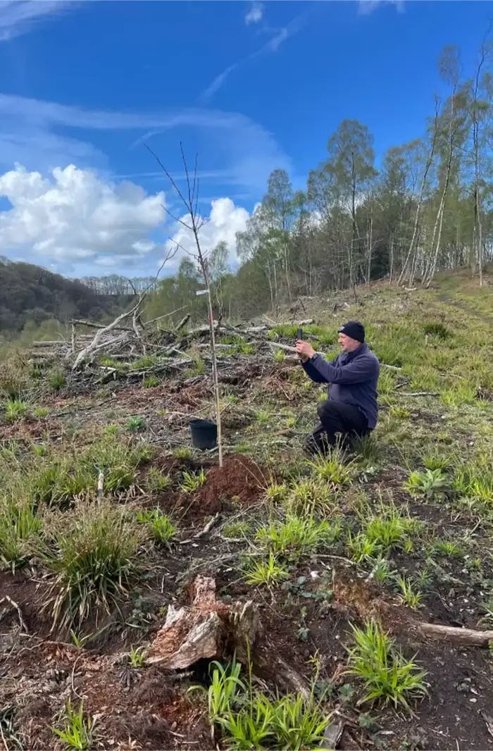 Volunteer planting a tall sapling in a cleared forest restoration area.