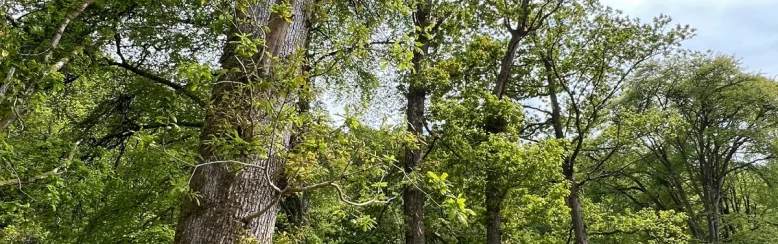 Mature oak and deciduous trees with fresh spring foliage against overcast sky.