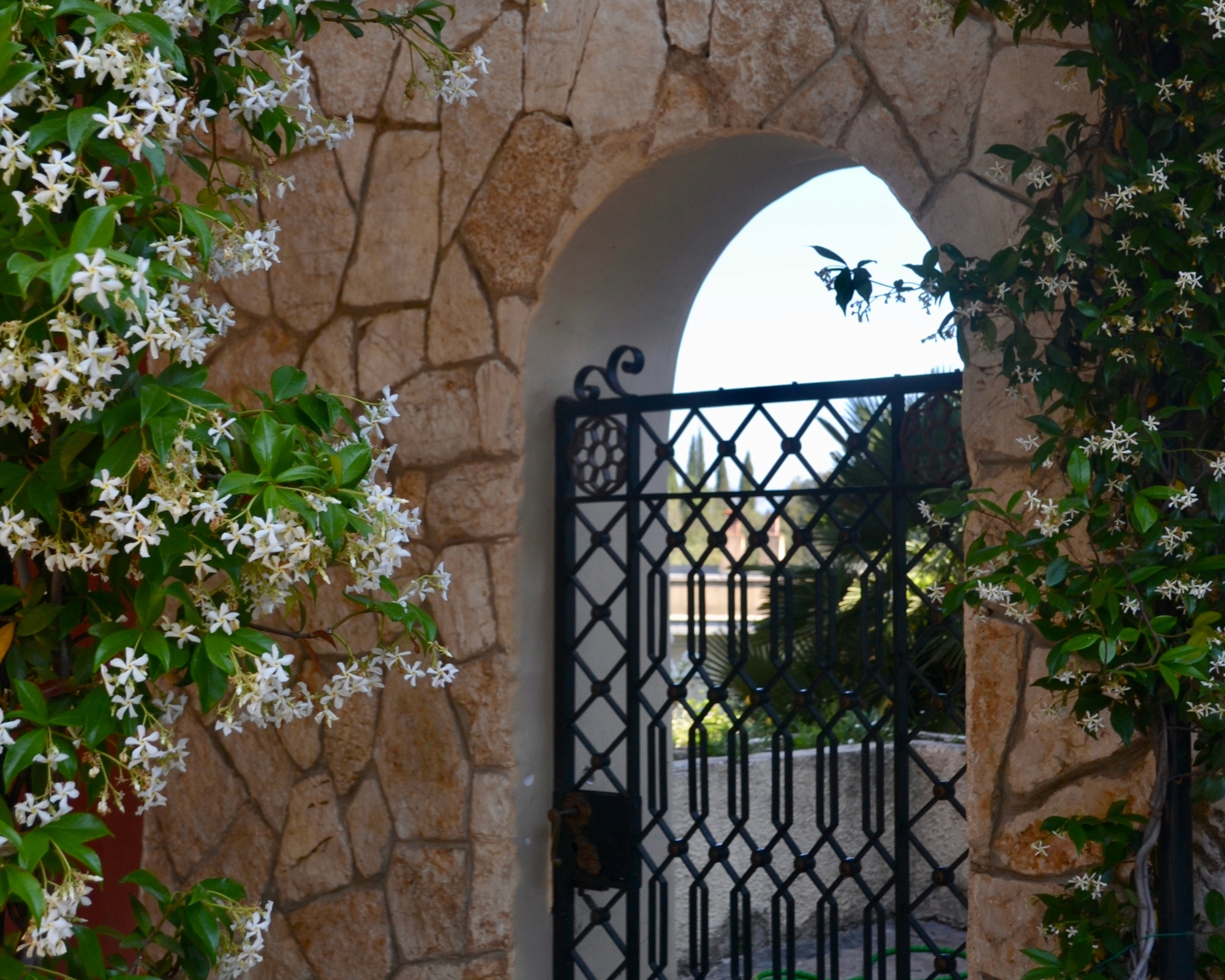 -jasmine-gateway.pngJasmine-covered stone gateway in an Athens neighbourhood.