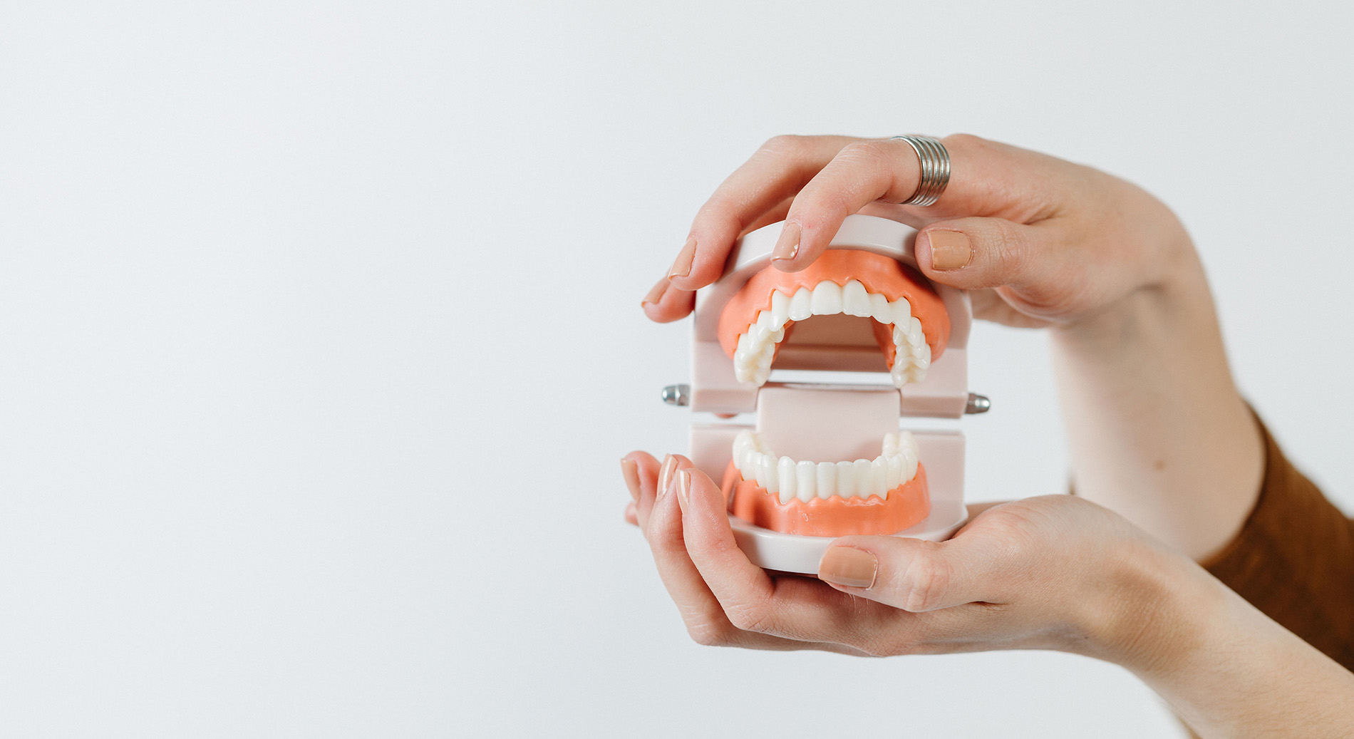 Hands holding a dental model showing upper and lower teeth and gums against a plain white background.