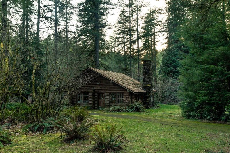 Charming rustic cabin nestled in a lush Oregon forest surrounded by towering trees.